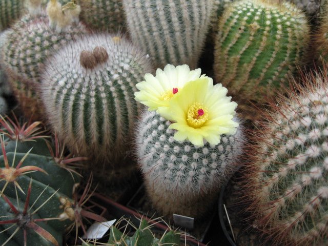 Notocactus scopa v. murrellii